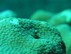 Peek-a-Boo: 1 cm Secretary Blenny popping up to say hello... by Matt Hogan 